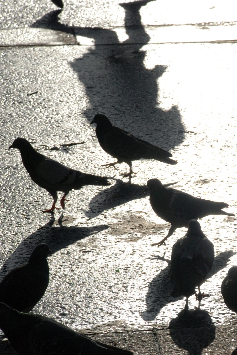 Feral pigeons 2014
